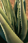 What is Aloe Vera?