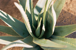 Aloe Vera, More Than a Plant